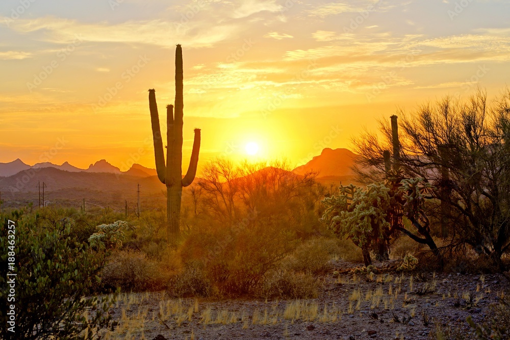 Sunset view of the Arizona desert with Saguaro cacti and mountains - obrazy, fototapety, plakaty 