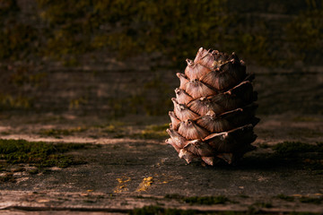 Wall Mural - Pine cone on old wooden background covered with moss