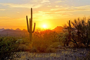 Wall Mural - Sunset view of the Arizona desert with Saguaro cacti and mountains