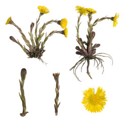 Wall Mural - Collection of coltsfoot, Tussilago farfara isolated on white background