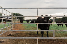 One Black Angus Cow Looking Through Metal Gate With Ear Tag