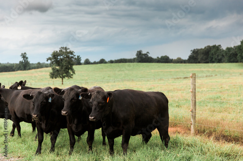 Fotografie, Obraz Three Black Angus Cattle in a Row in Green Pasture