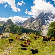 Cows On Tour Du Mont Blanc Trek 2015