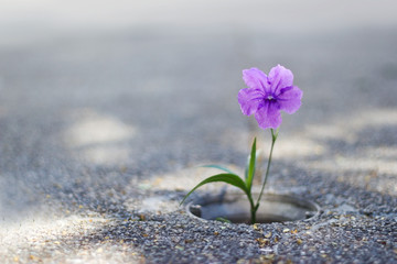 Wall Mural - Purple flower growing on crack street background