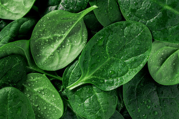 Wall Mural - Macro photography of fresh spinach. Concept of organic food.