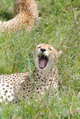 Sticker - guépard leopard felin animaux Afrique