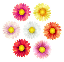 Big Set Of Beautiful Colorful Spring Daisy Flowers Isolated On White Background. Vector Illustration