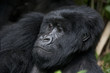 © thomas meyer - Gorilla / Berggorillla / Ruanda