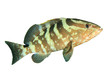 Nassau Groouper fish isolated on white background