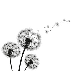 Wall Mural - Silhouette of a dandelion