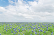 Texas Bluebonnet filed and blue sky background in Ennis, Texas, USA. Bright colorful blanket of Texas wildflowers blooming in Ennis, Texas, USA.