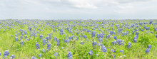 Panoramic View A Texas Bluebonnet Filed And Blue Sky Background In Ennis, Texas, USA. Bright Colorful Blanket Of Texas Wildflowers Blooming In Ennis, Texas, USA.