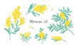 Set of beautiful yellow mimosa flowers or inflorescences and leaves isolated on white background. Bundle of parts of gorgeous spring flowering plant. Elegant floral decorations. Vector illustration.