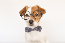 Cute Young Small White Dog Wearing A Modern Bowtie And Glasses. Sitting On The Wood Floor And Looking At The Camera.White Background. Pets Indoors