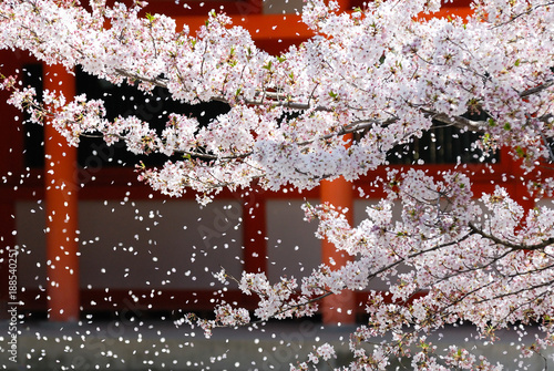 神社の桜吹雪 京都 Stock Photo Adobe Stock