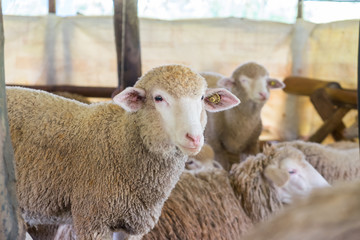 Sheep in the stall, Doi Inthanon National park, Chiangmai, Thailand.