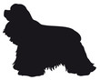 American Cocker Spaniel dog - Vector black silhouette isolated