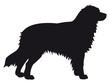 Australian Shepherd dog - Vector black silhouette isolated