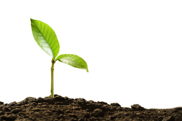 Poster - Green sprout growing out from soil isolated on white background