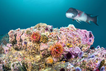 Wall Mural - Rose Anemone and Sheephead on California Reef