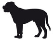Bull Mastiff dog - Vector black silhouette isolated