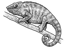 Chameleon Illustration, Drawing, Engraving, Ink, Line Art, Vector