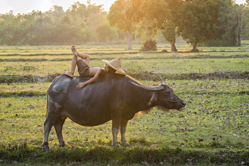 Boy and buffalo