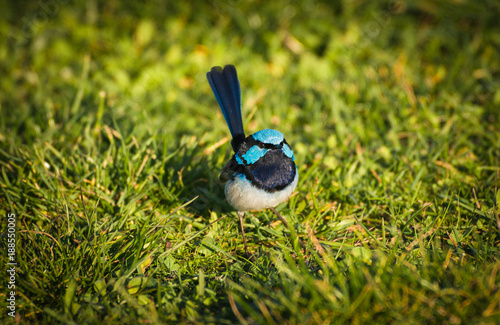 Fotografia, Obraz Close up of male Superb fairywren Blue Wren (Malurus cyaneus) famous Australian