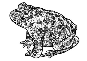 Wall Mural - European green toad illustration, drawing, engraving, ink, line art, vector