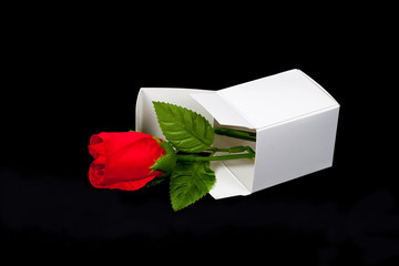 Wall Mural - Red rose in white paper box ,Valentine concept.