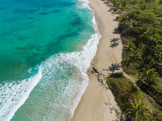 Wall Mural - Tropical coastline, sandy beach and green palm trees, view frome above