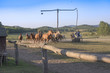 Horse Palaton Ungarn