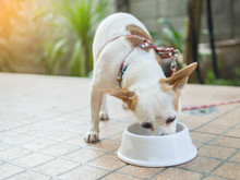 Chihuahua Dog Eating Pet Food