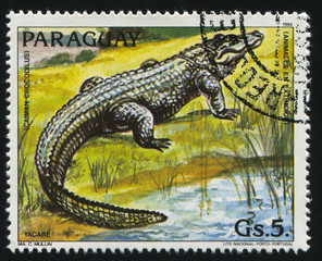 Sticker - Caiman crocodilus