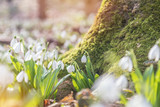 Fototapeta Tęcza - Tender snowdrops in the spring forest on a sunny day. Beautiful spring background with copy space. Processing photo with soft focus
