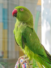 Indian Ringneck Parakeet. Green Parrot With Red Beak.They Are Sexually Dimorphic, This Female Does Not Have The Colored Neck Ring Of The Male. Also Known As Rose-ringed Parakeet (Psittacula Krameri).