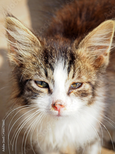Sick Little Kitten Colds Purulent Discharge From The Eyes And Nose Need Help With A Cat Veterinarian Vet Virus And Bacteria Buy This Stock Photo And Explore Similar Images At Adobe,Accent Wall Ideas For Home Office
