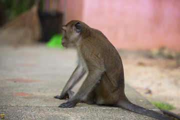 Monkeys of Monkey Hill Thailand 3 