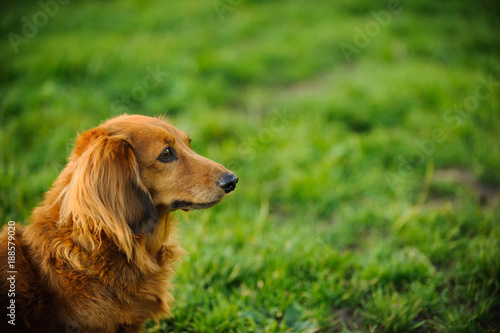 Longhaired Miniature Dachshund Dog Outdoor Portrait In Green Grass