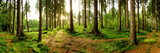 Fototapeta Fototapeta las, drzewa - Sunrise in a beautiful forest in Germany