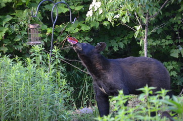 bears and brdfeederd
