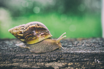 background snail action.