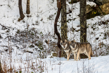 Naklejka norwegia las zwierzę pies