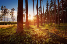 Coniferous Forest With Pine Trees At Sunset. View In The Woods