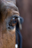 Fototapeta Konie - horse eye 