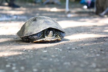 river turtle shrank his head on the ground