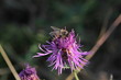 Bee on a flower / pszczoła na kwiatku