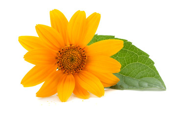 marigold flowers with green leaf isolated on white background ( calendula flower )