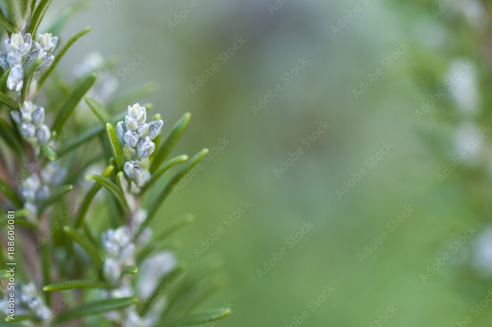 Blooming rosemary with blurred background - obrazy, fototapety, plakaty 