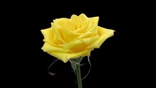 Time-lapse Of Opening Yellow Rose 1x3 In RGB   ALPHA Matte Format Isolated On Black Background
